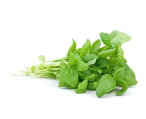 Albahaca