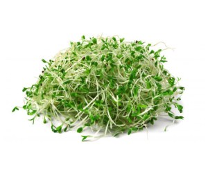 Alfalfa