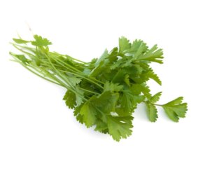 Culantro Castilla
