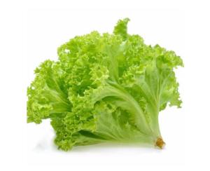 Lechuga Americana