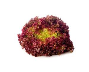 Lechuga Roja