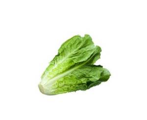 Lechuga Romana