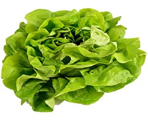 Lechuga Boston