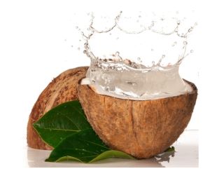 Coco criollo