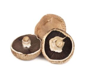 Hongo portobello