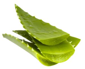 Hoja de Sábila