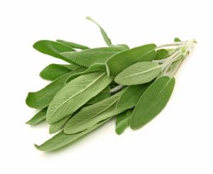 Salvia