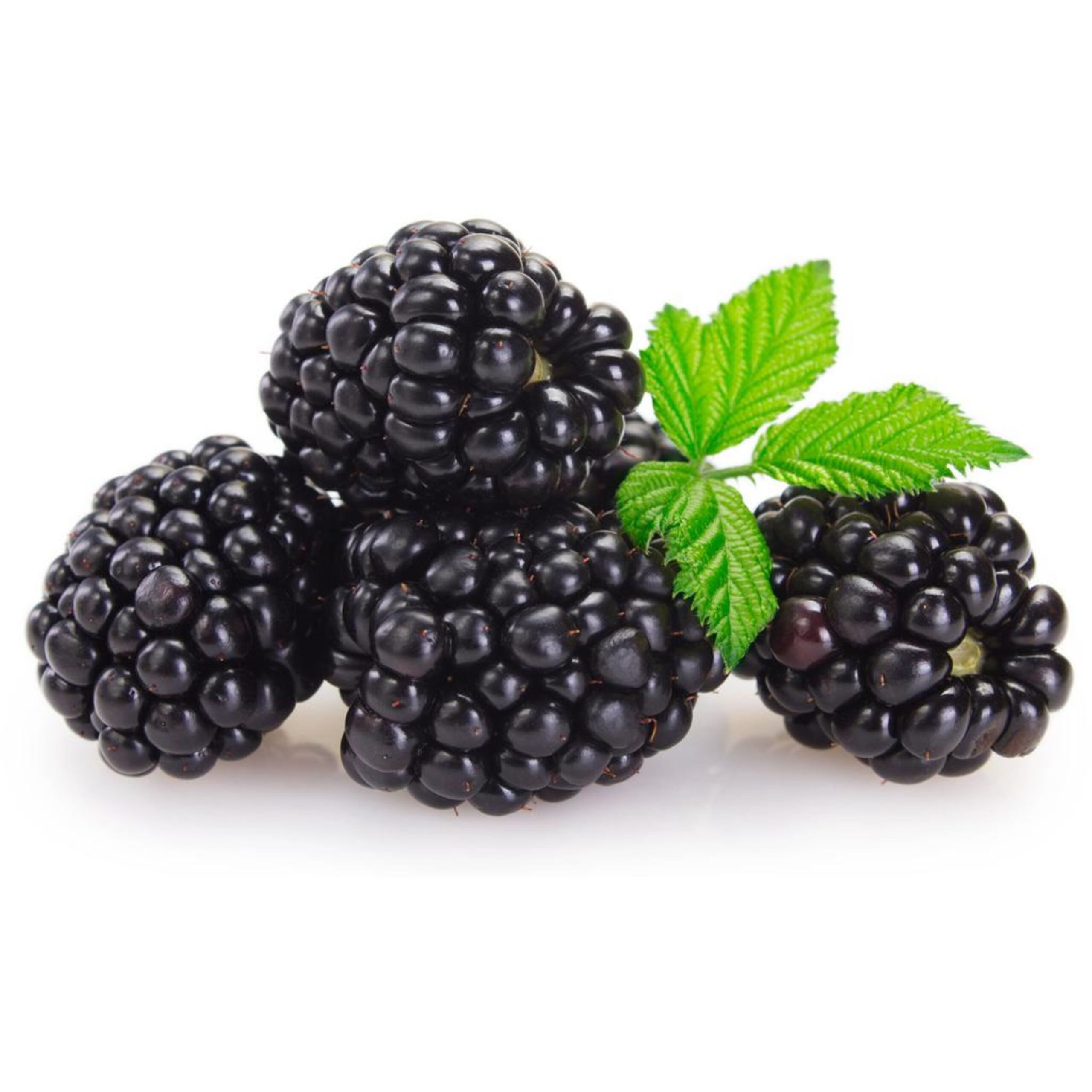 Mora Brasso Comestible